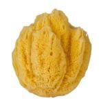 Естествените гъби Hard Type са идеални за нежно почистване и ексфолиране на лицето и тялото от biobabycare.bg