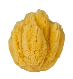 Естествените гъби Hard Type са идеални за нежно почистване и ексфолиране на лицето и тялото от biobabycare.bg